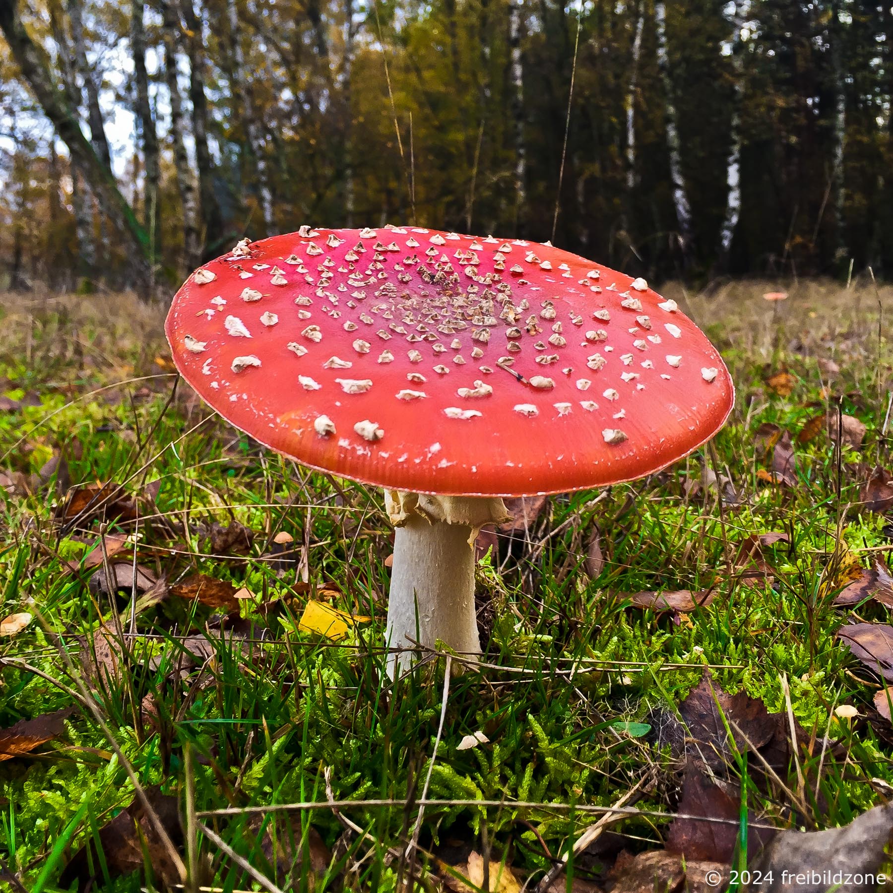 Fliegenpilz, Grunewald, Berlin Fliegenpilz, Grunewald, Berlin