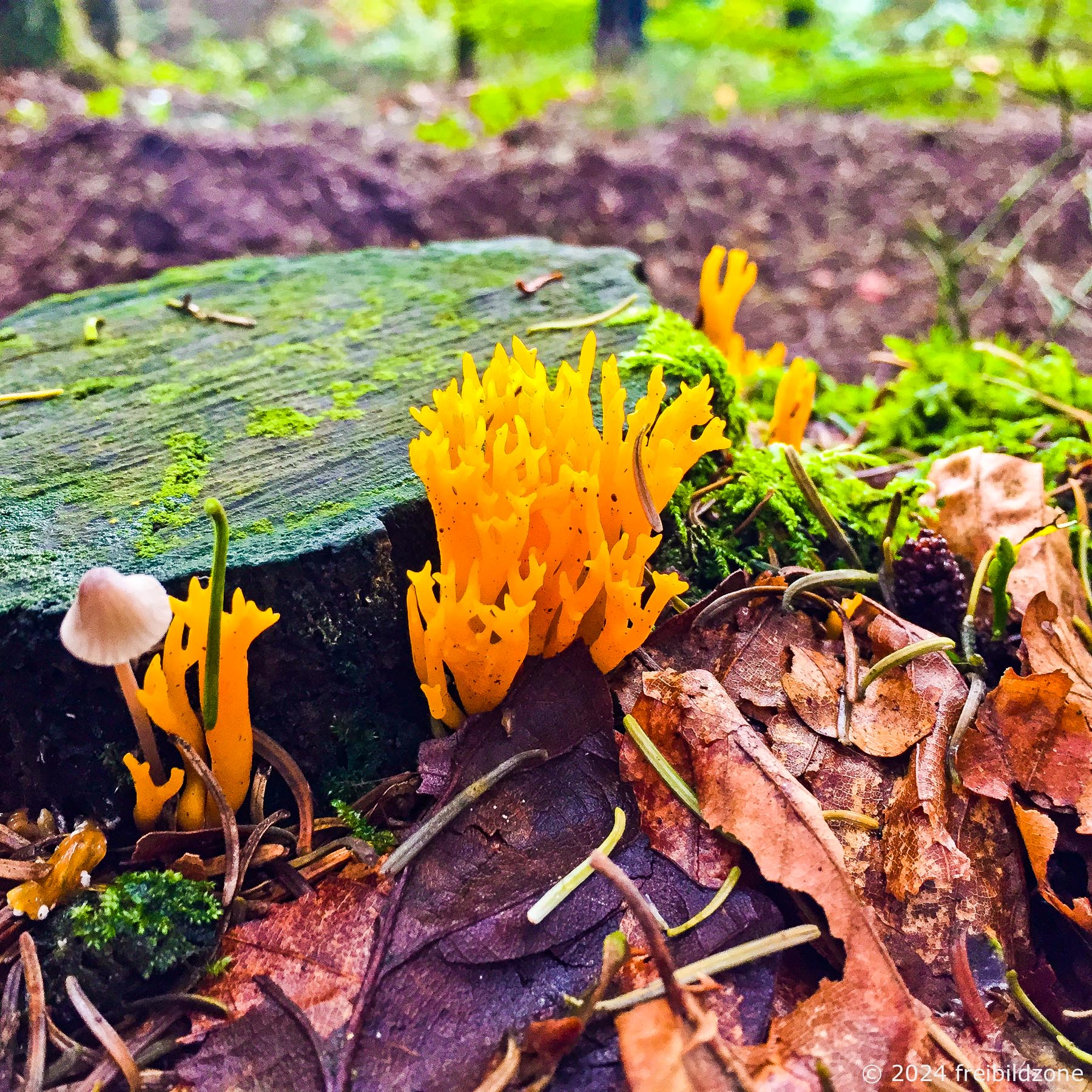 Klebriger Hörnling (Calocera viscosa) Klebriger Hörnling (Calocera viscosa)