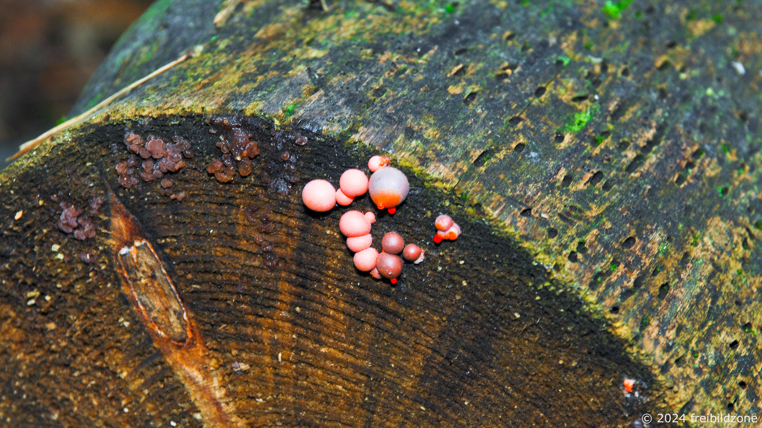 Blutmilchpilz (Lycogala epidendrum) Blutmilchpilz (Lycogala epidendrum)