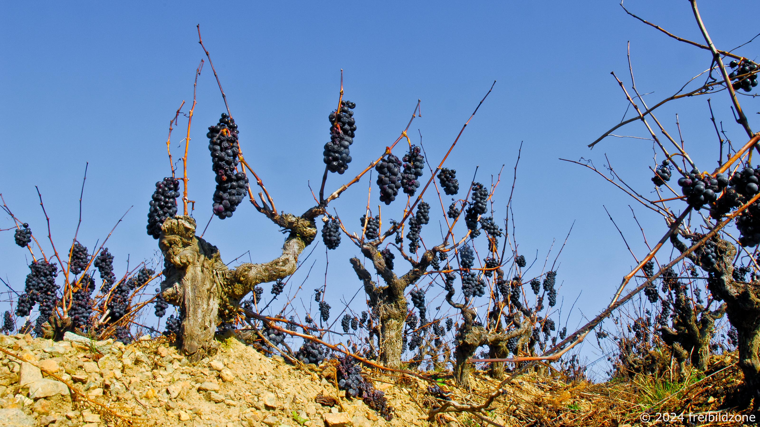 Späte Lese, Beaujolais Späte Lese, Beaujolais