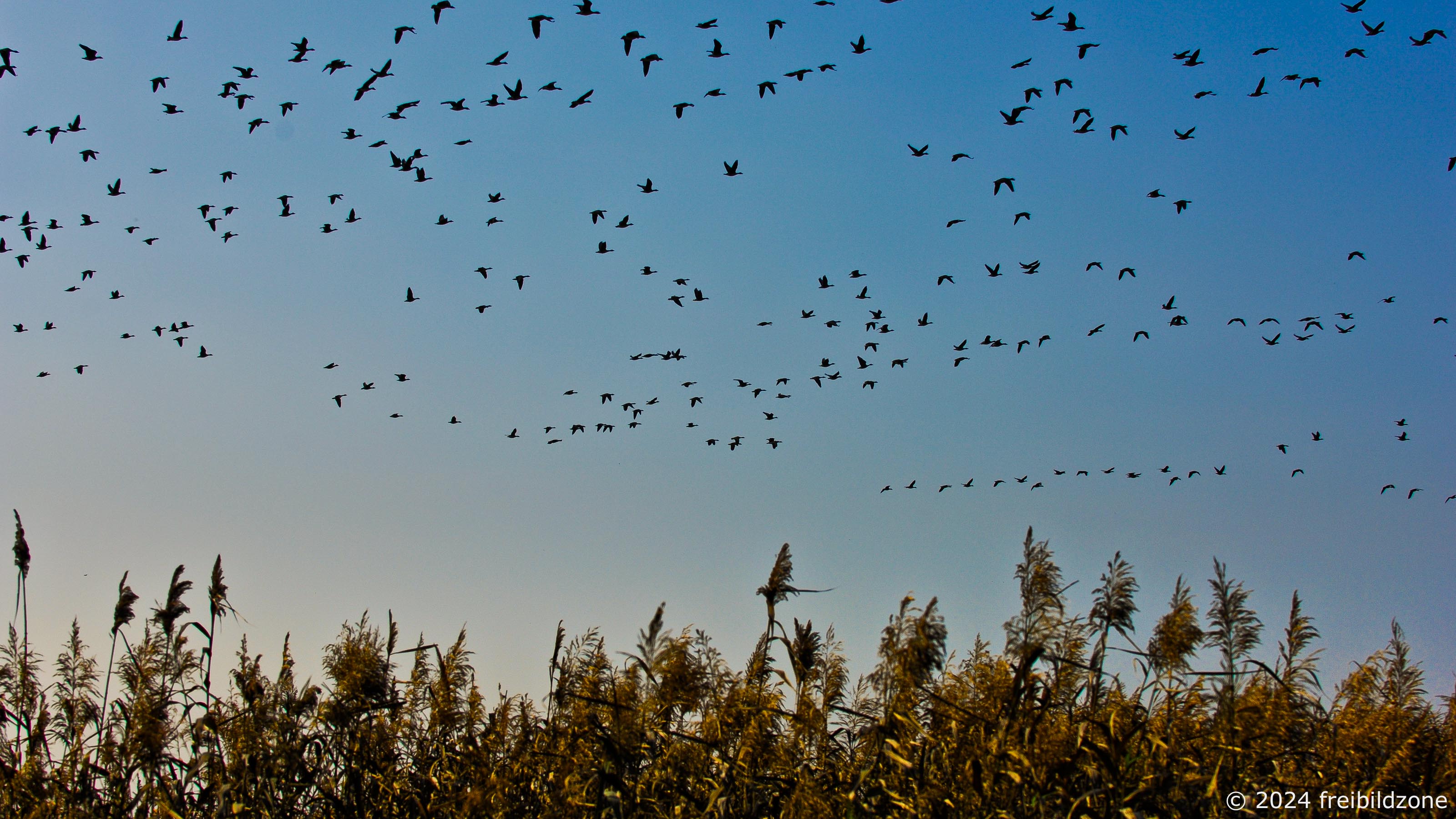 Gänse über dem Pfefferflies, Nuthetal Gänse über dem Pfefferflies, Nuthetal