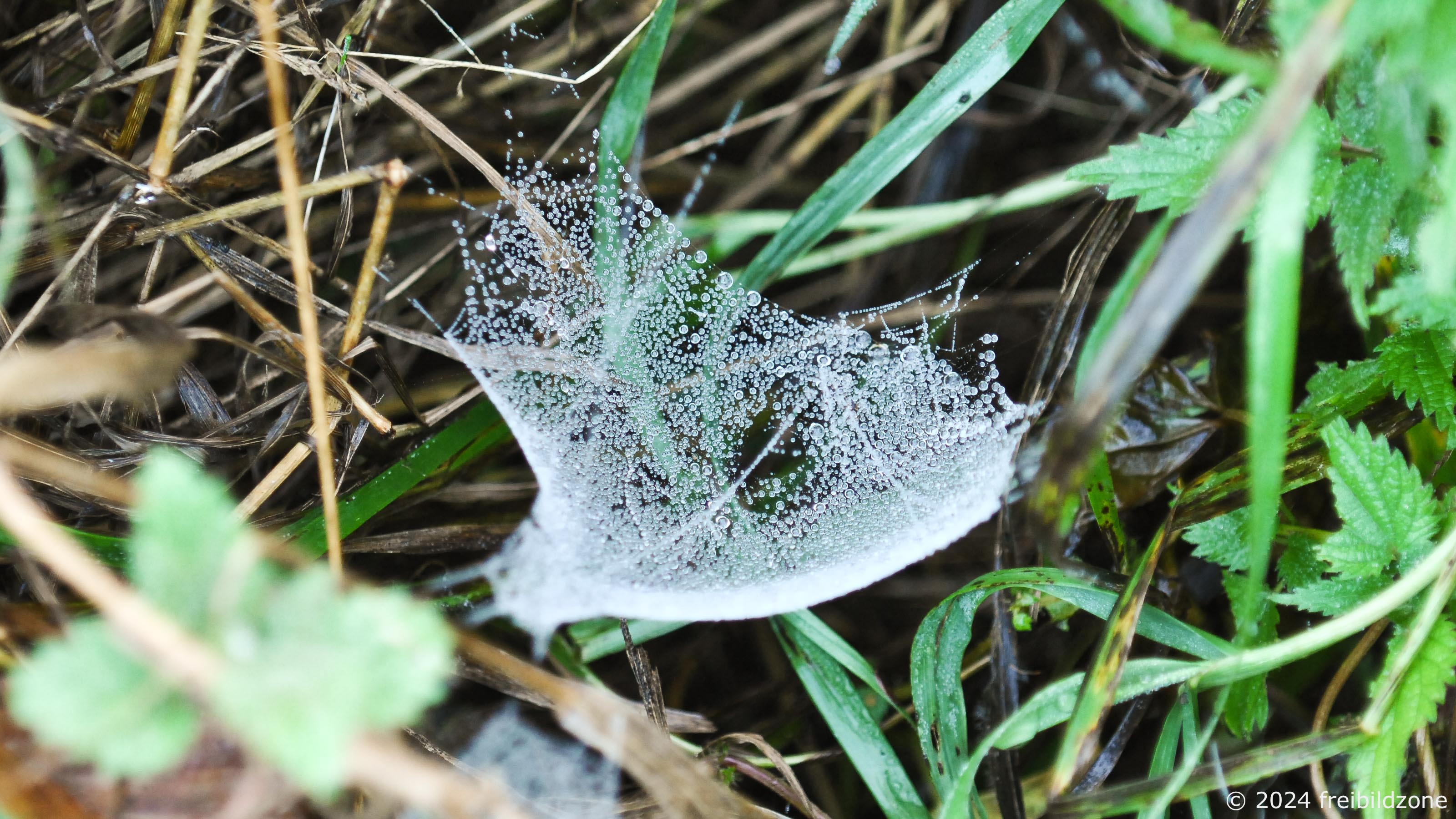 Spinnnetz mit Tau, Pfefferflies, Nuthetal Spinnnetz mit Tau, Pfefferflies, Nuthetal