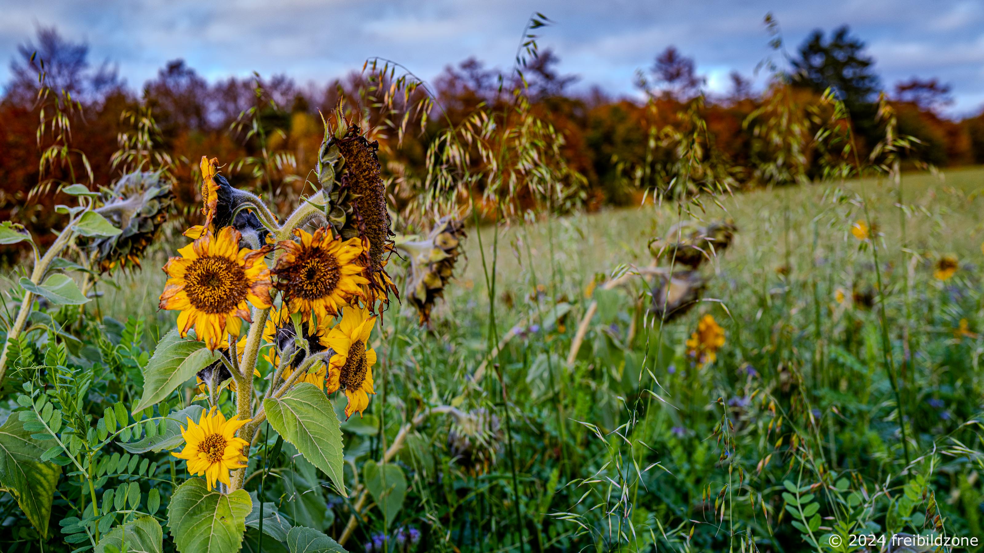 Verblühte Sonnenblumen Verblühte Sonnenblumen