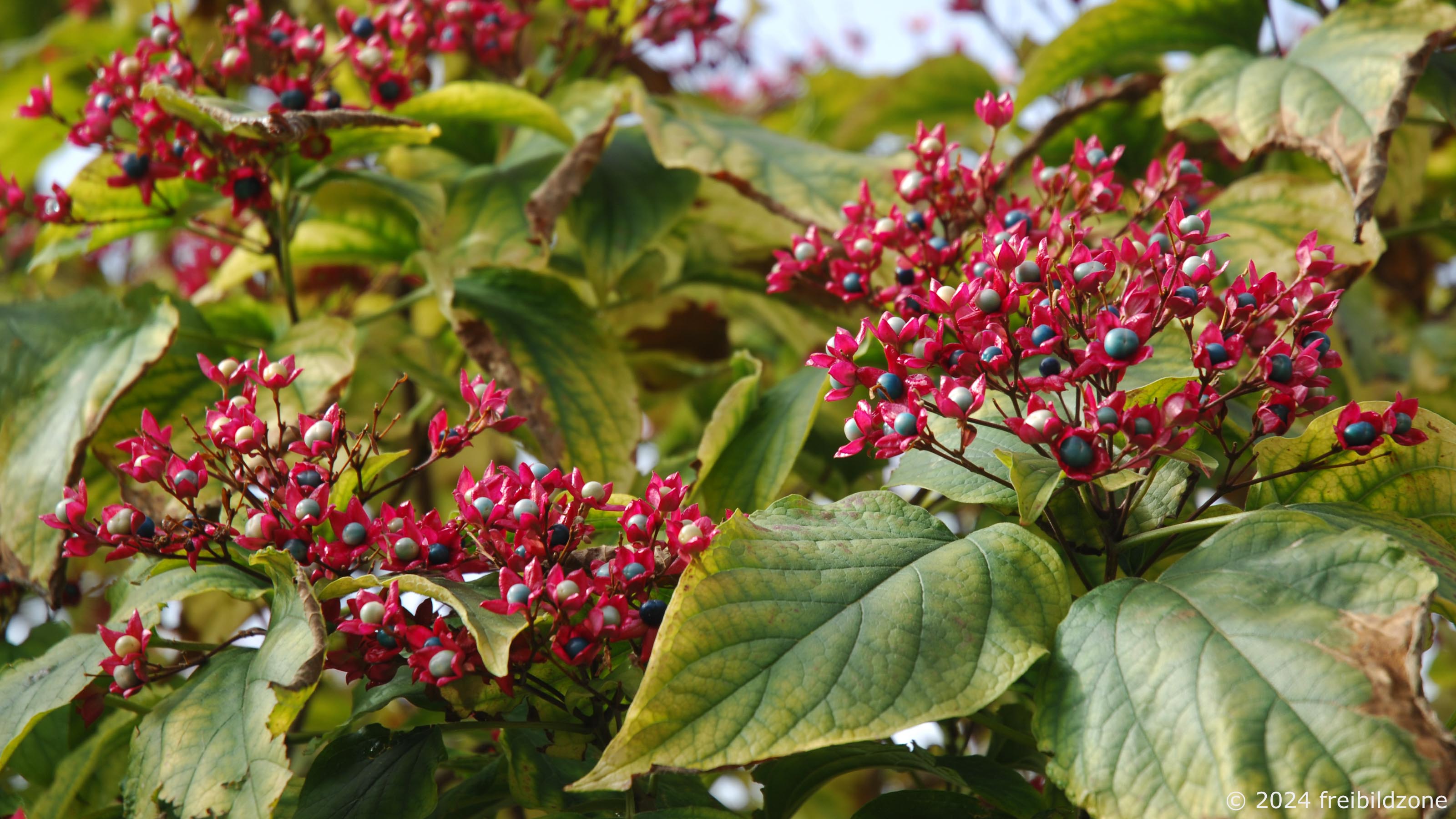 Losbaum (Clerodendrum trichotomum) Losbaum (Clerodendrum trichotomum)