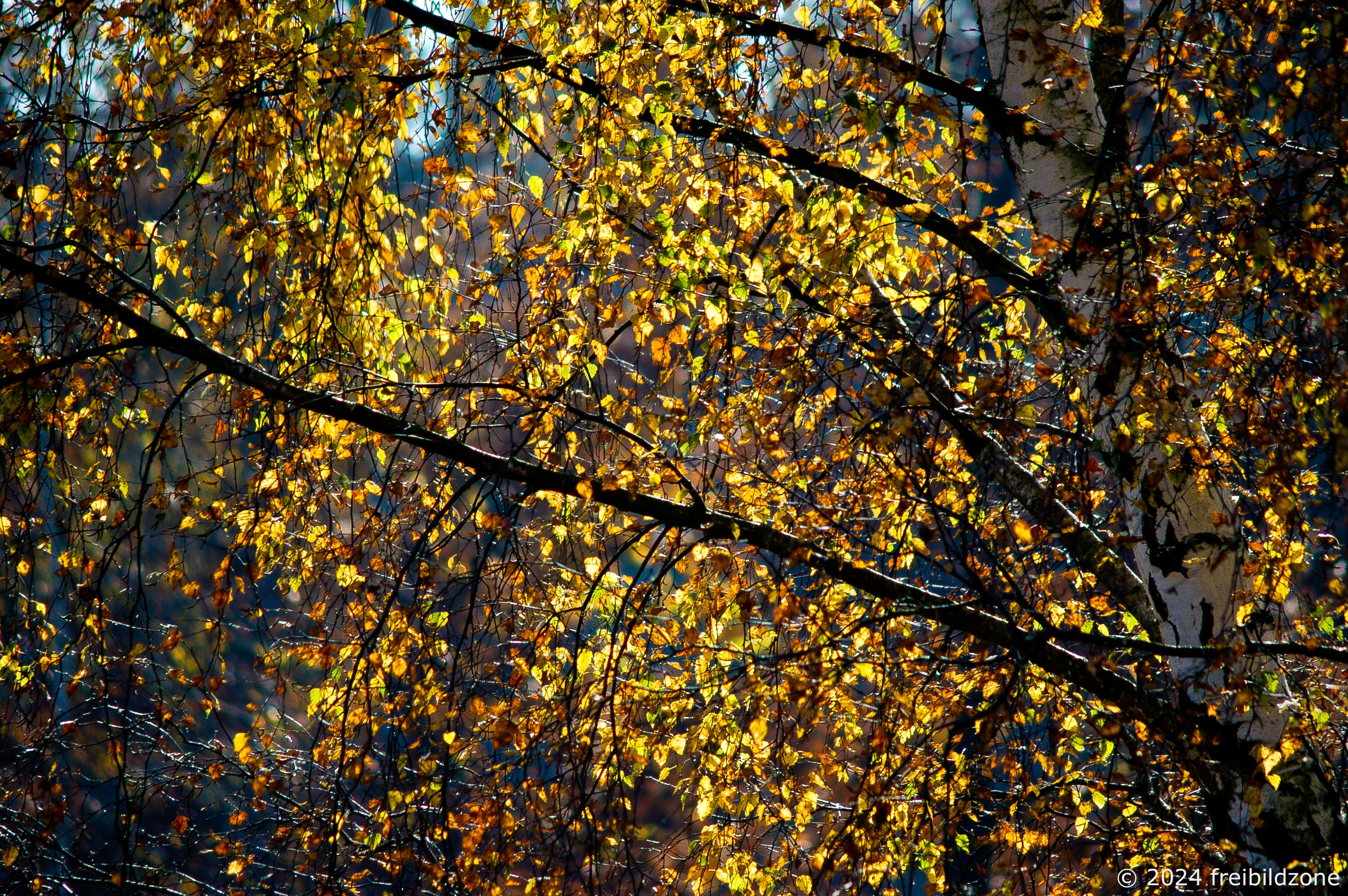 Birkenlaub, Grunewald, Berlin Birkenlaub, Grunewald, Berlin
