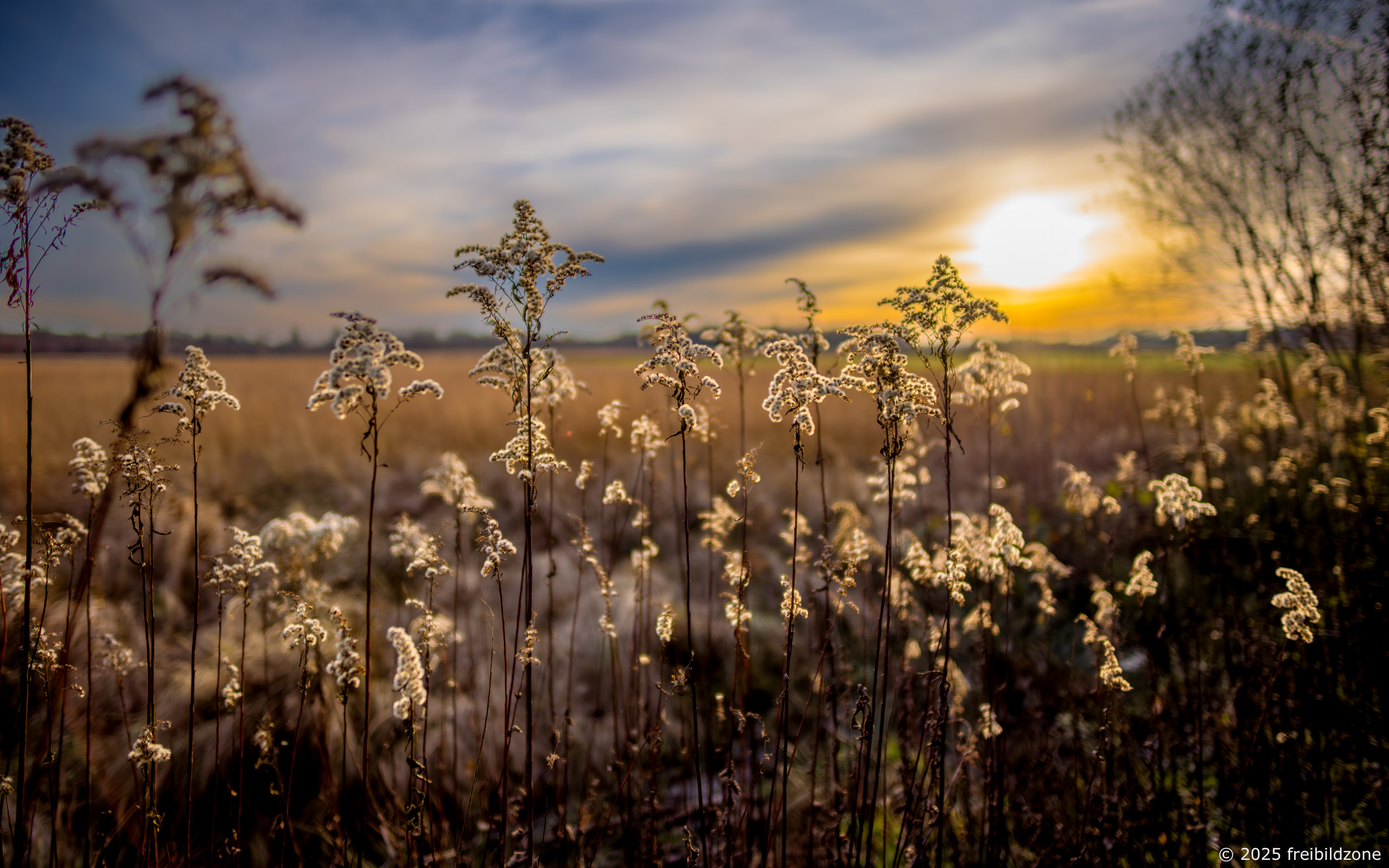 Emsdettener Venn Emsdettener Venn