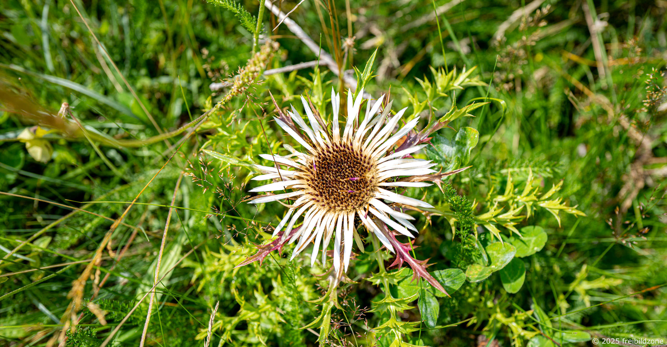 Silberdistel (Carlina acaulis) Silberdistel (Carlina acaulis)