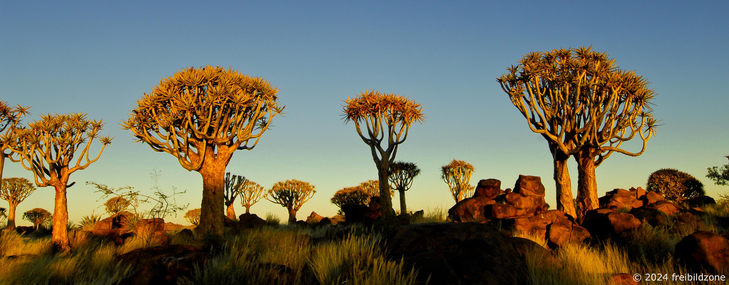 Quivertree forest