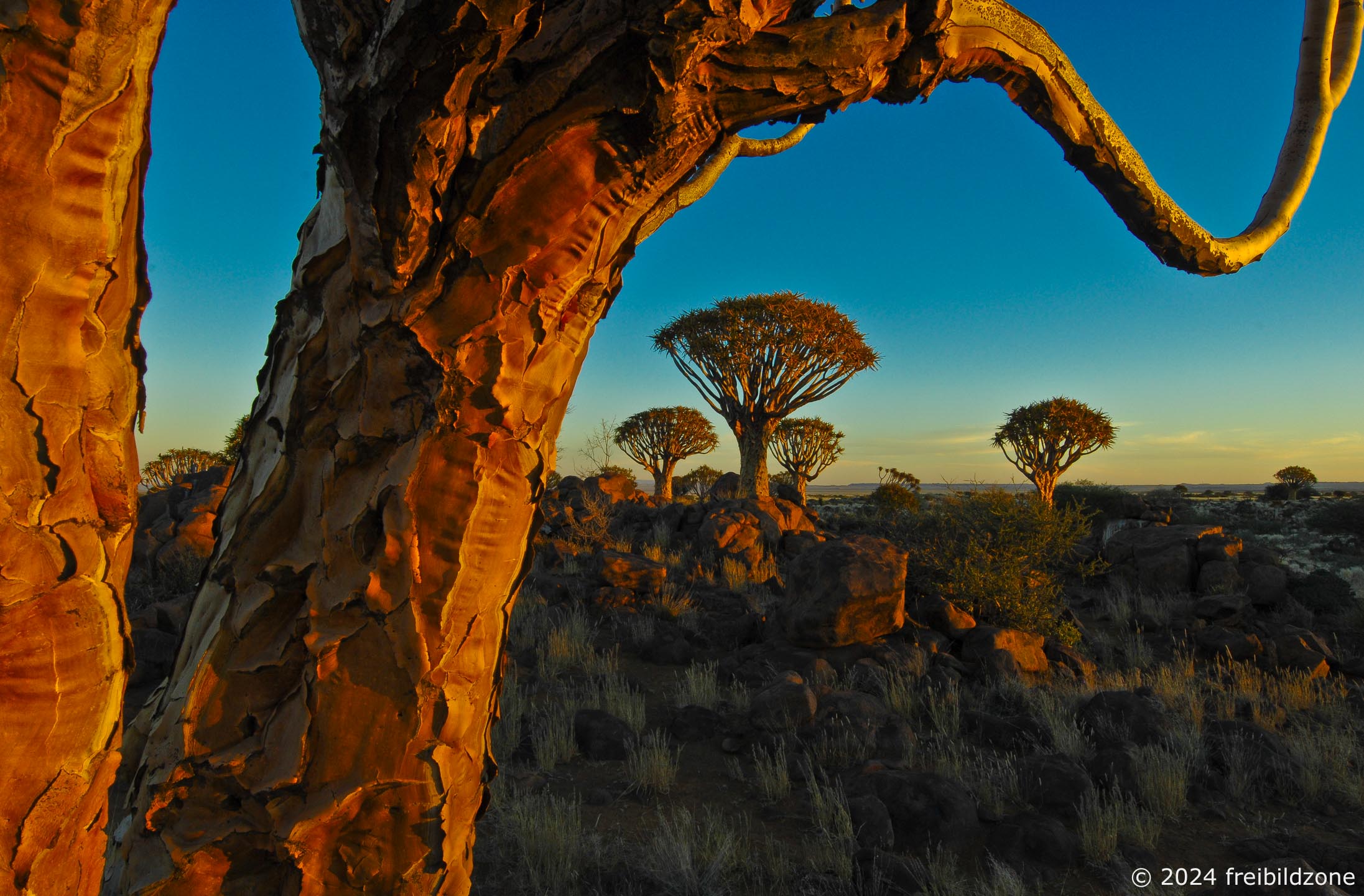 Quivertrees