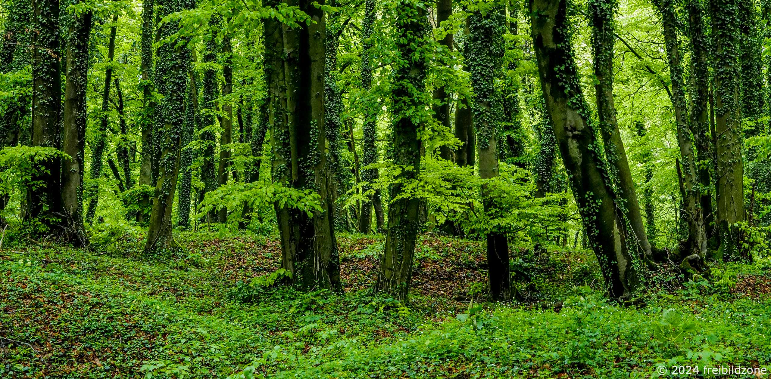 Teutoburg Forest, Germany