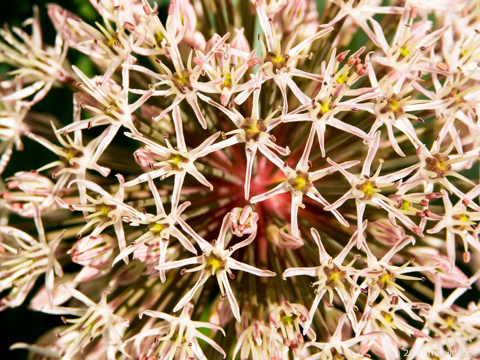 Lauchblüte, Allium karataviense