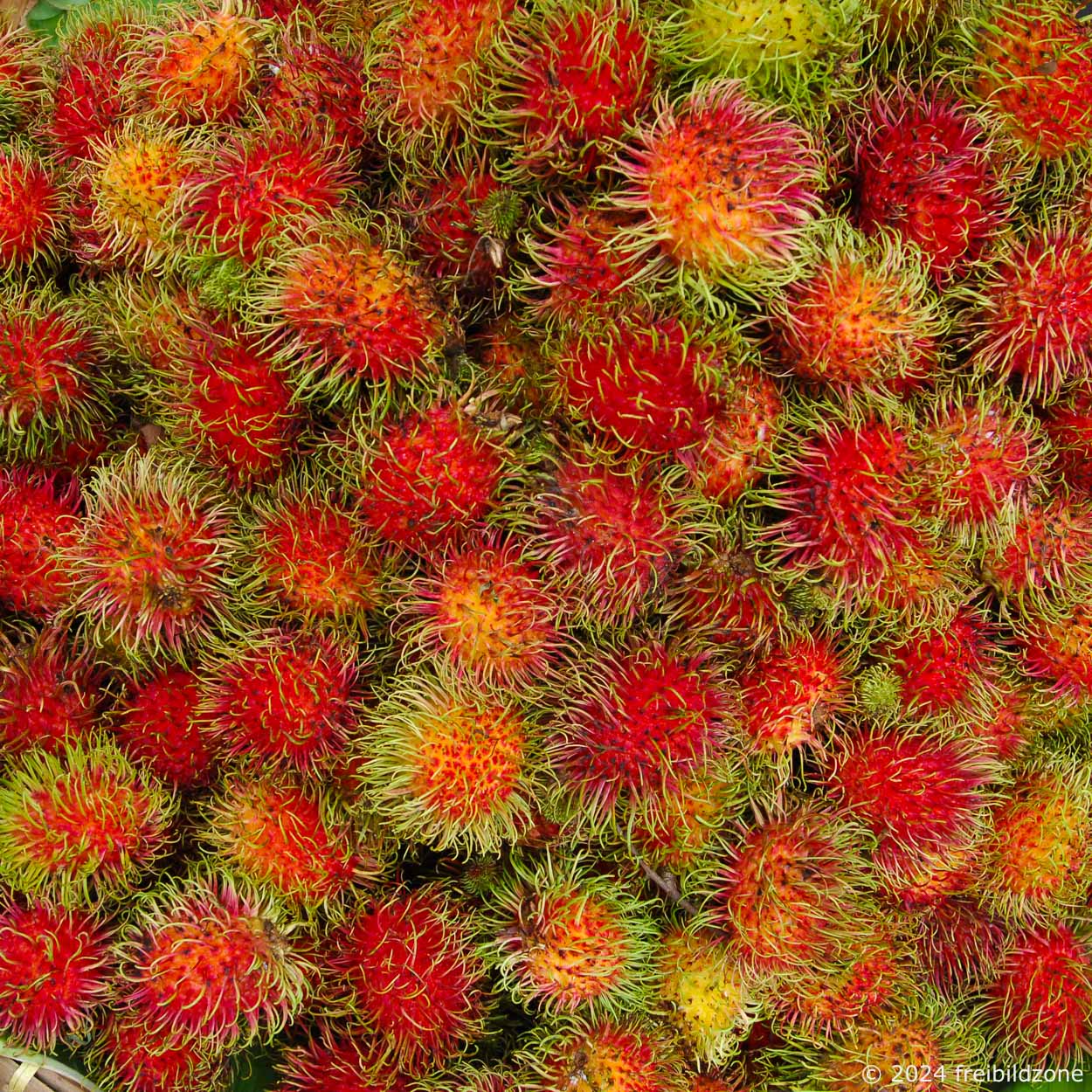 Rambutan, "Falsche Litschi", Bangkok Flower and vegetable market