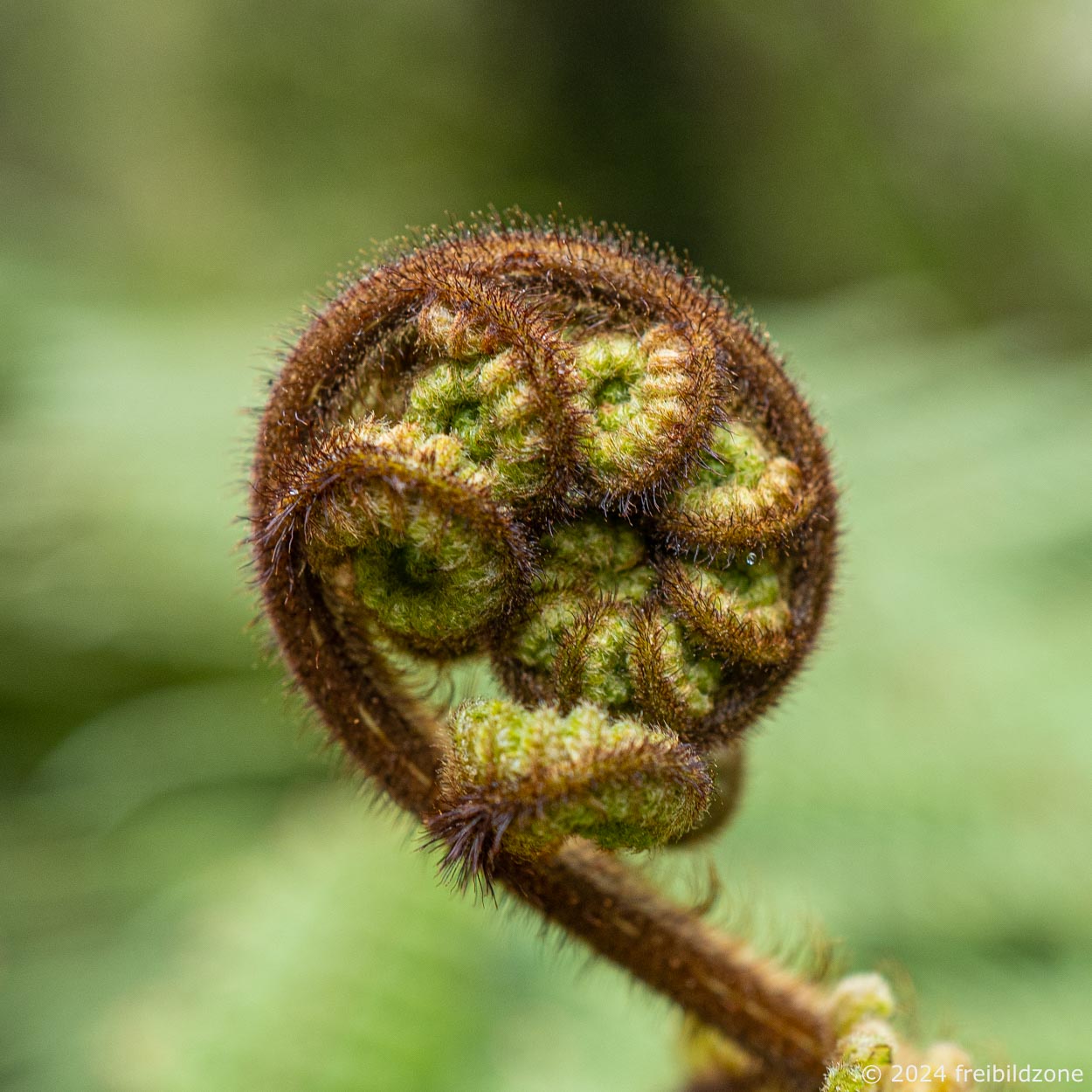 Another unfolding fern