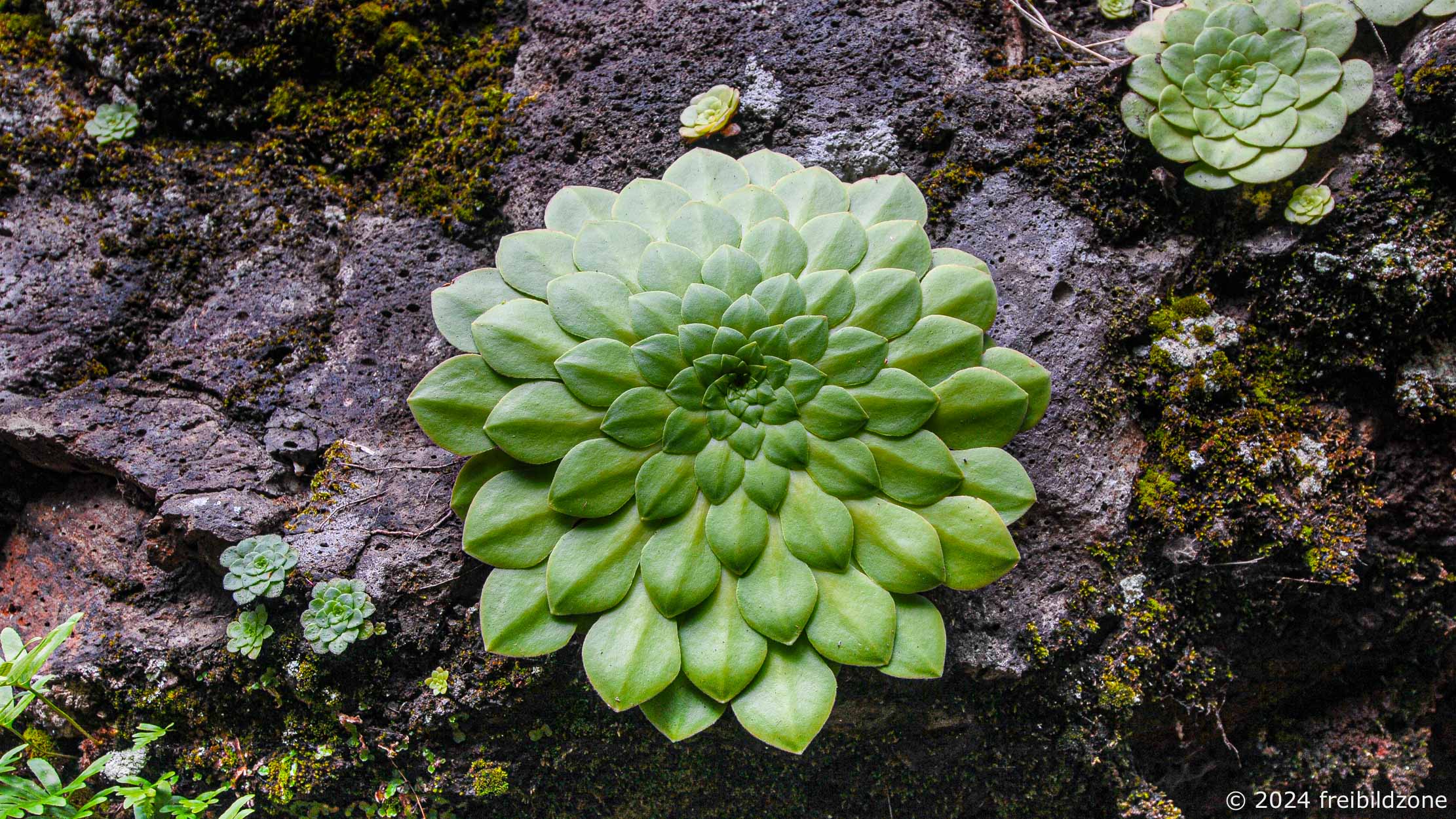 Aeonium glandulosum, Fraktale Struktur