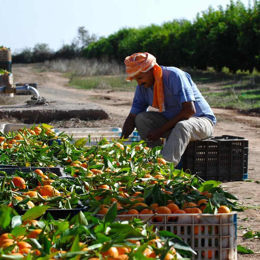 Plantation worker, Ahl Tayeb, Morocco