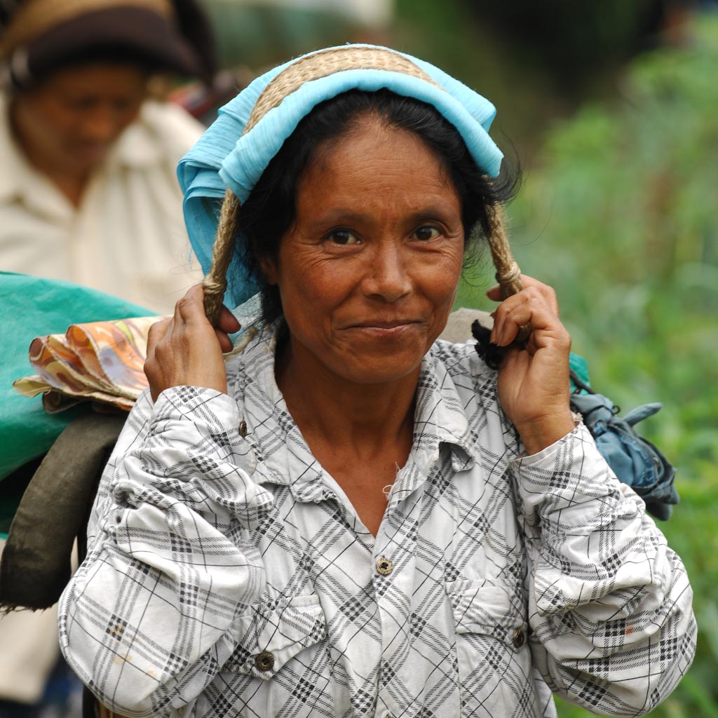 Tea plantation worker, Puttabong Tea Estate, Darjeeling, India