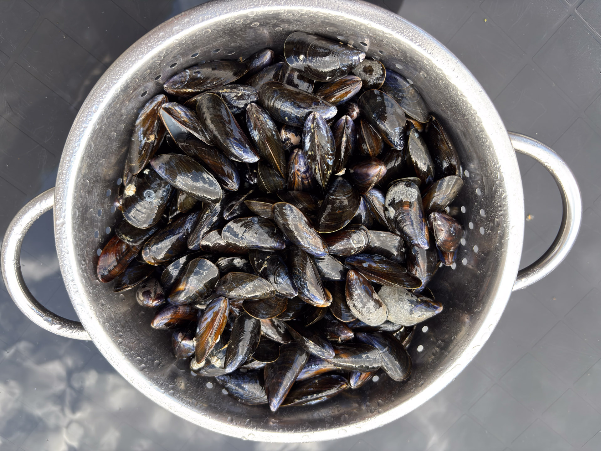 Moules Moules