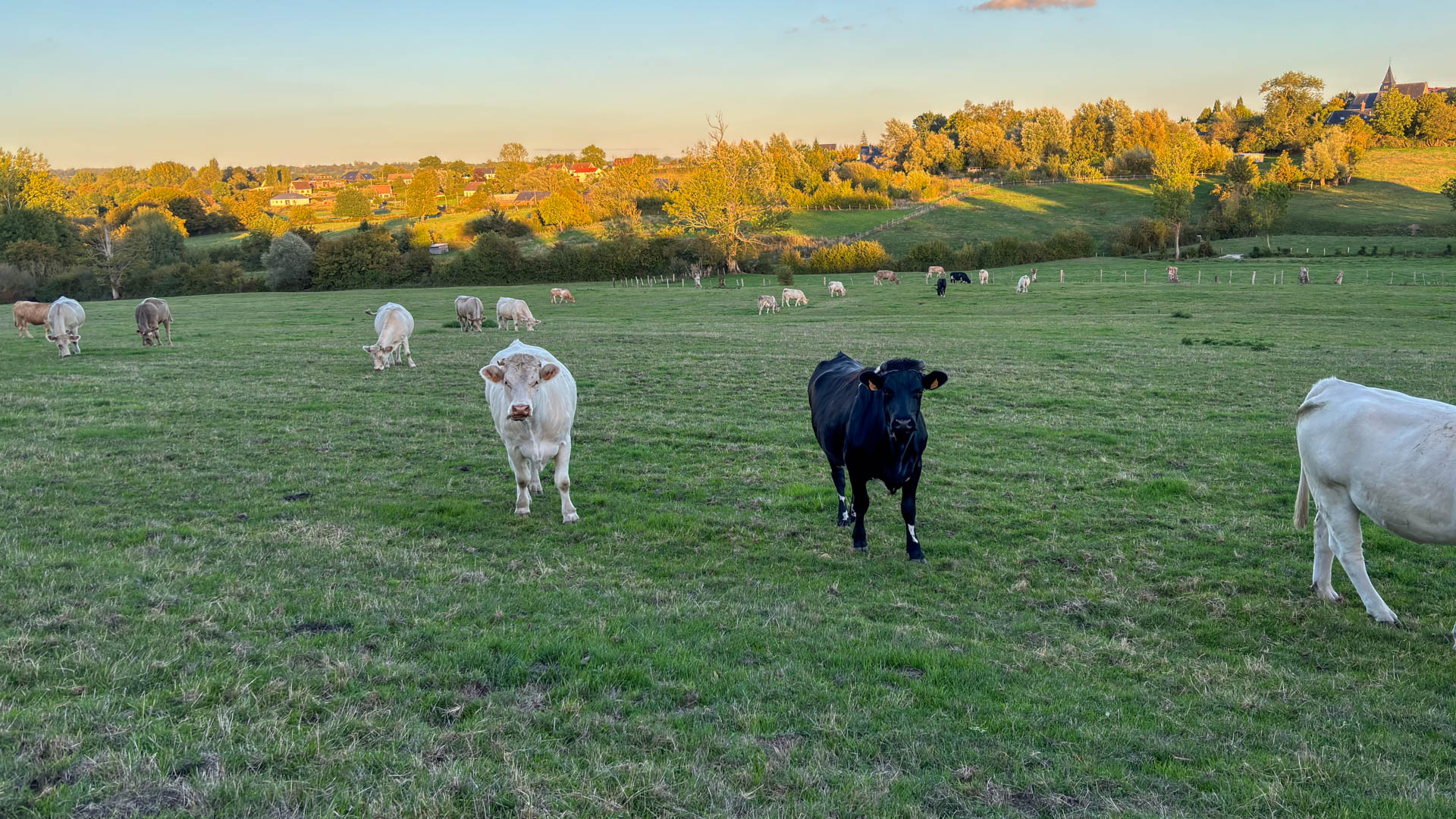 Charolais Charolais