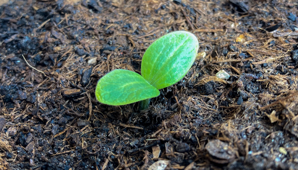 Keimblätter der Zucchini