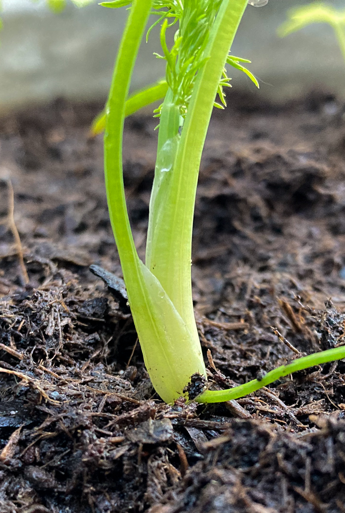 Fenchel