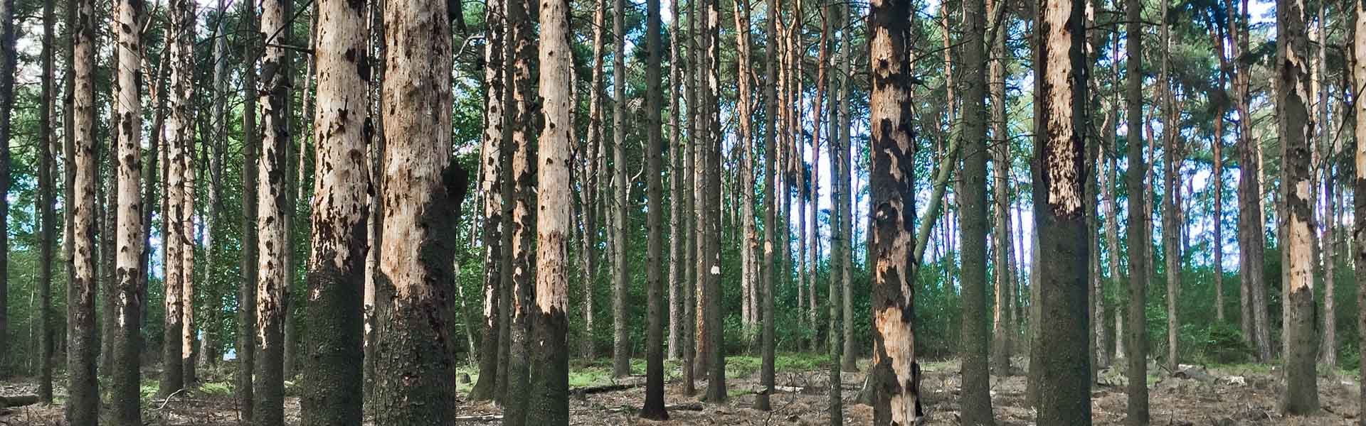 Teutoburger Wald, Borkenkäferfraß