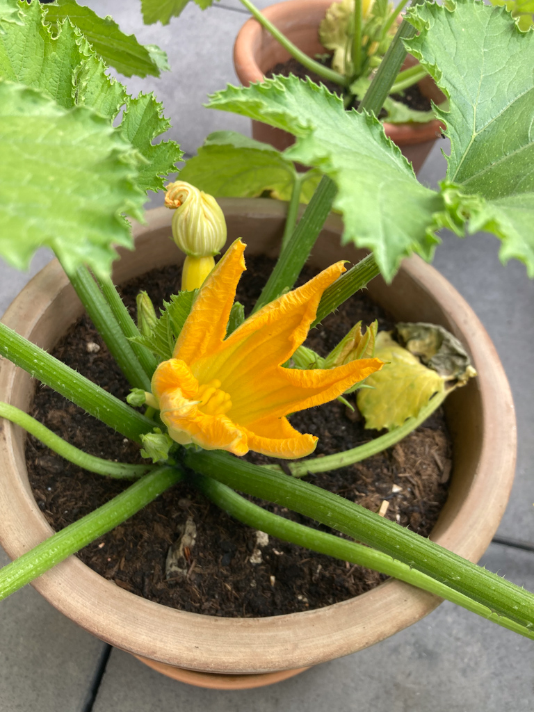 Gelbe Zucchini