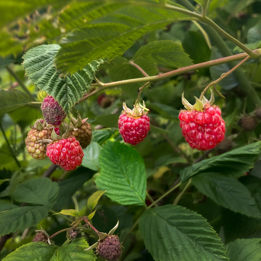 Reife Himbeeren