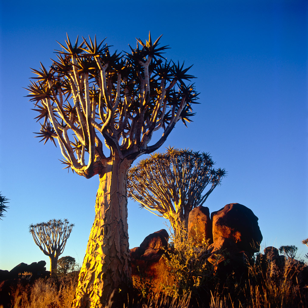 Köcherbaumwald, Namibia