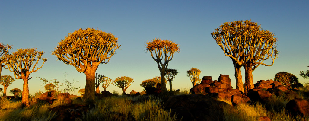 Köcherbaumwald, Namibia