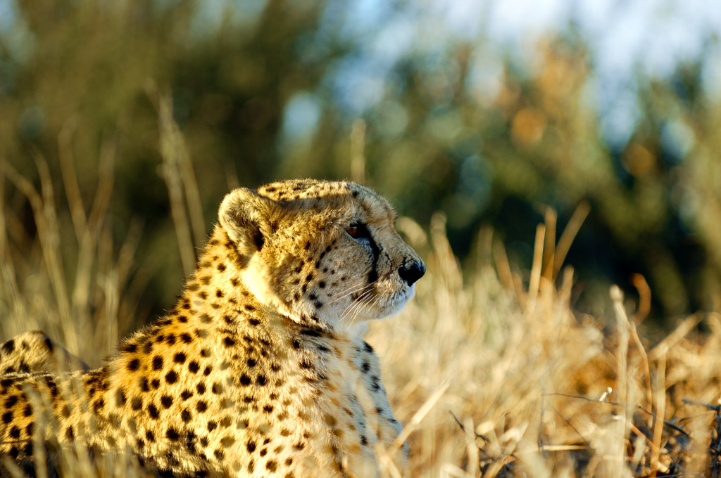 Gepard, Bagatelle Ranch
