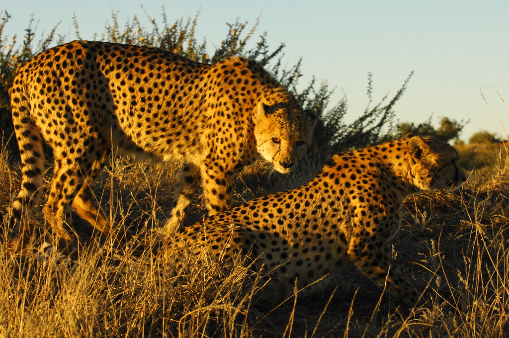 Gepard, Bagatelle Ranch