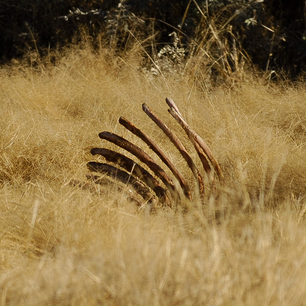 Kadaver, Etosha