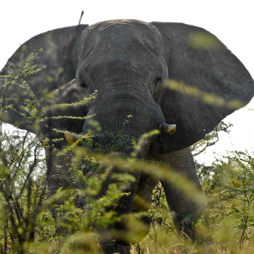 Elefant