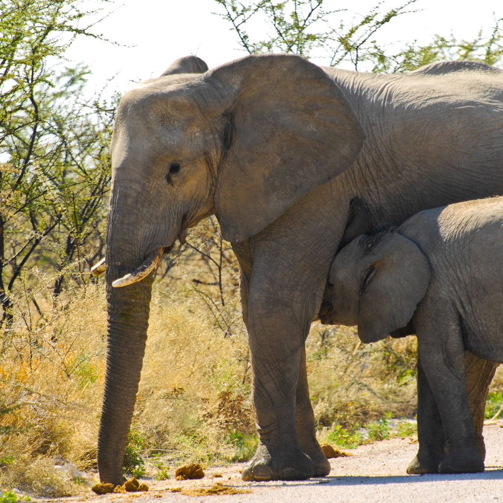 Elefant