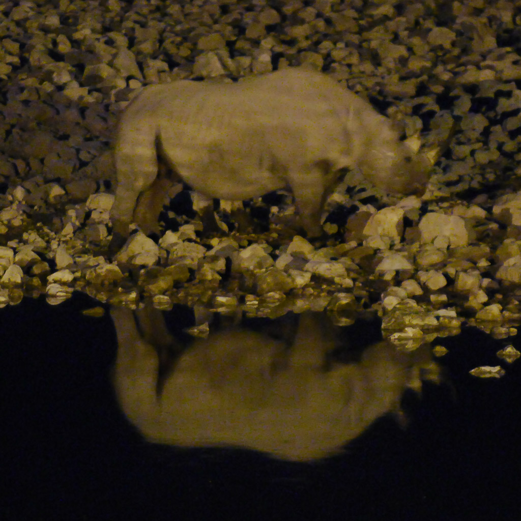 Nashorn am nächtlichen Wasserloch