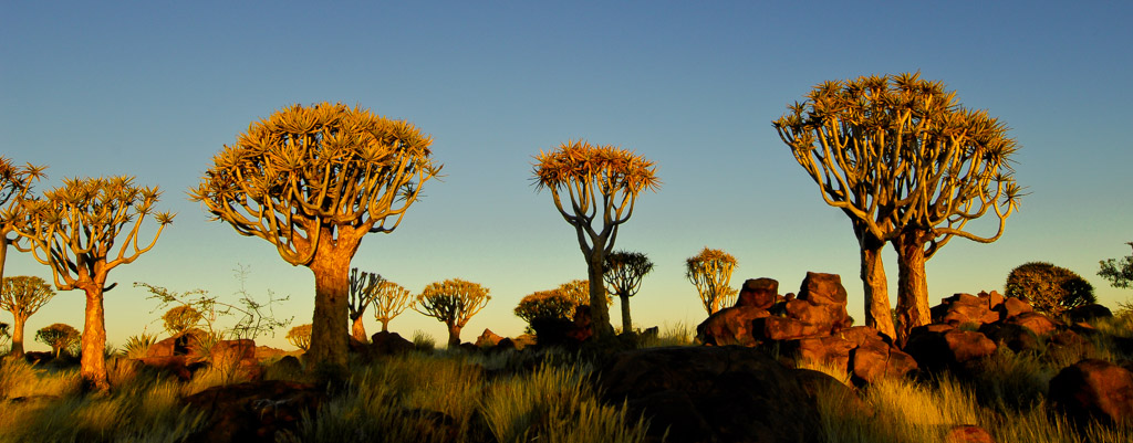 Quivertree forest, Namibia