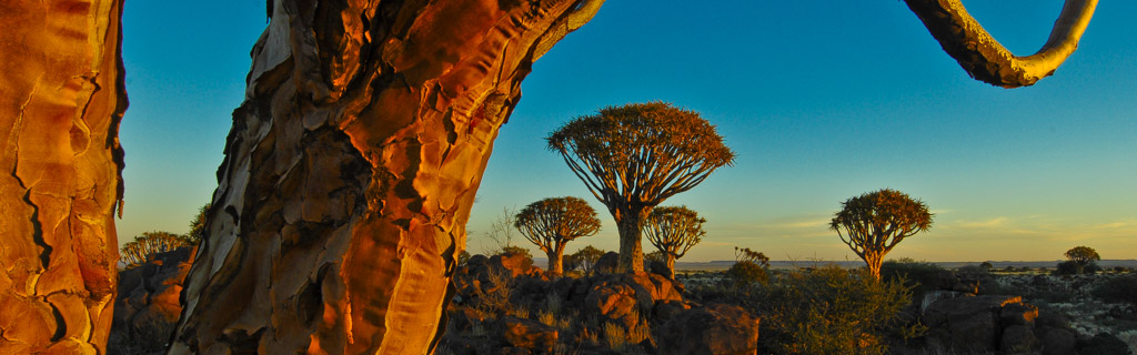 Quivertree forest, Ketmannshoop, Namibia