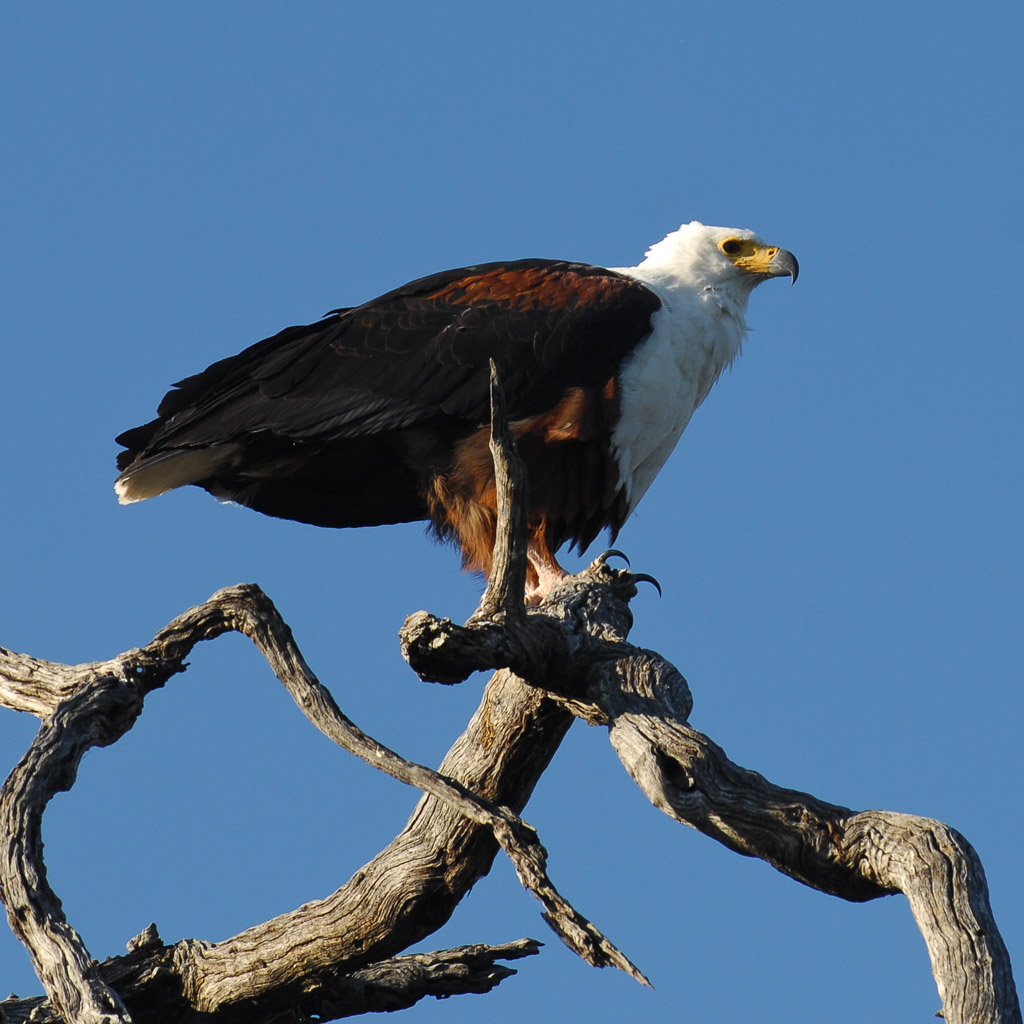 African fish eagle, Okavango