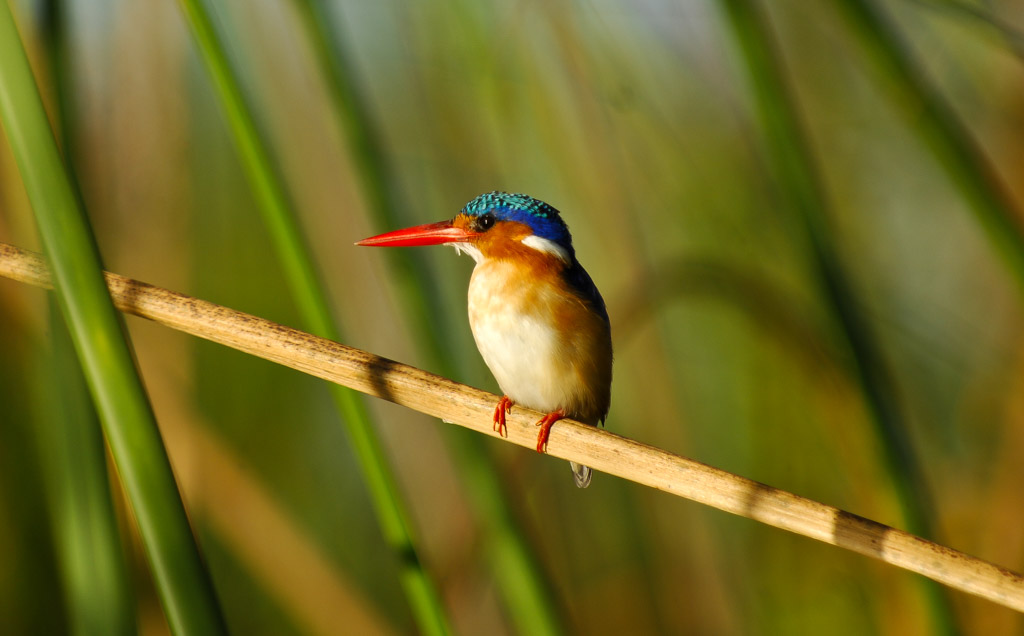 Kingfisher, Okavango