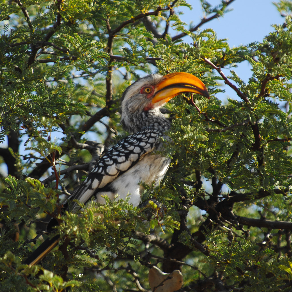 Yellowbilled hornbill "The Flying banana", Transfrontier NP