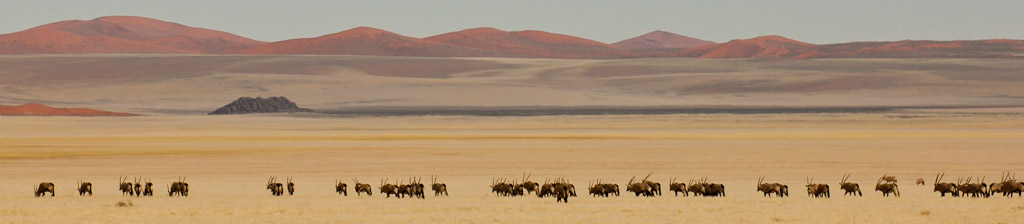 Gabelbock, Oryx Antilope