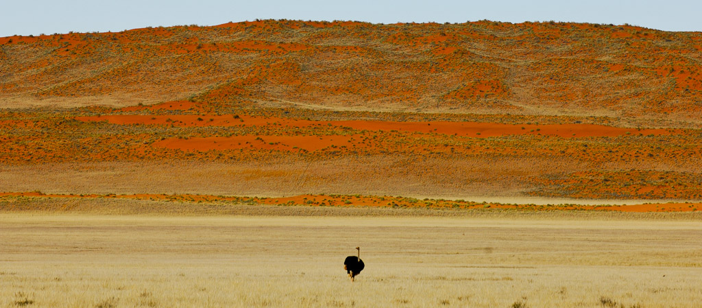 Single Ostrich