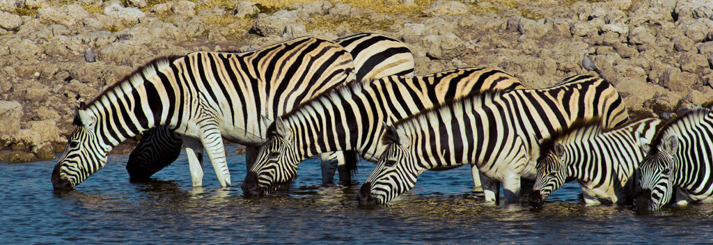 Steppenzebra