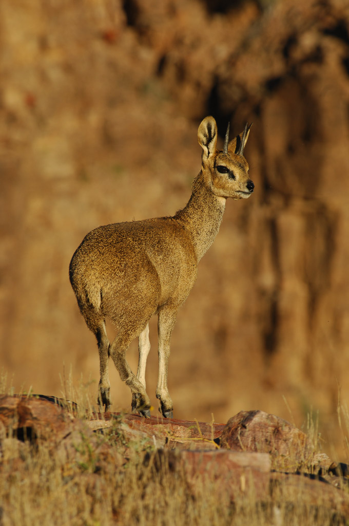 Little Klipspringer (Oreotragus oreotragus) at Fish River Canyon