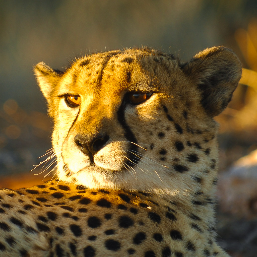 Gepard, Bagatelle Ranch