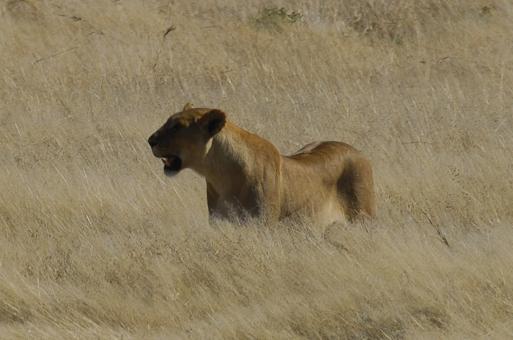 Etosha, Löwenweibchen