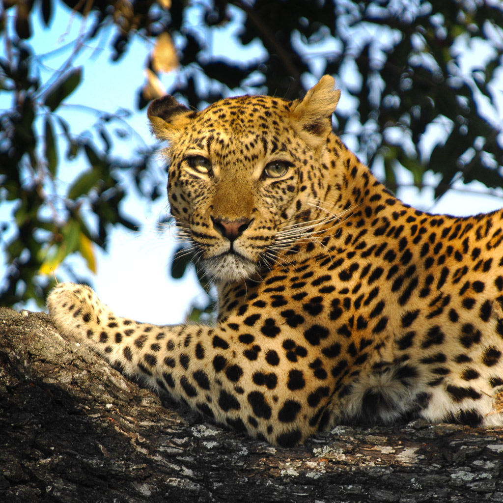 Lepard, Okavango