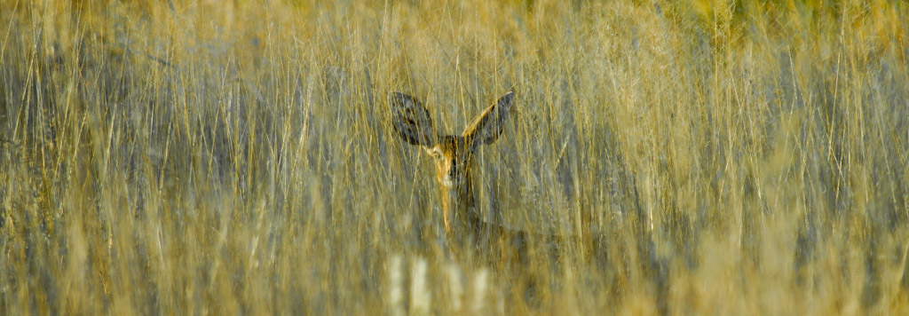 Junger Steinbock