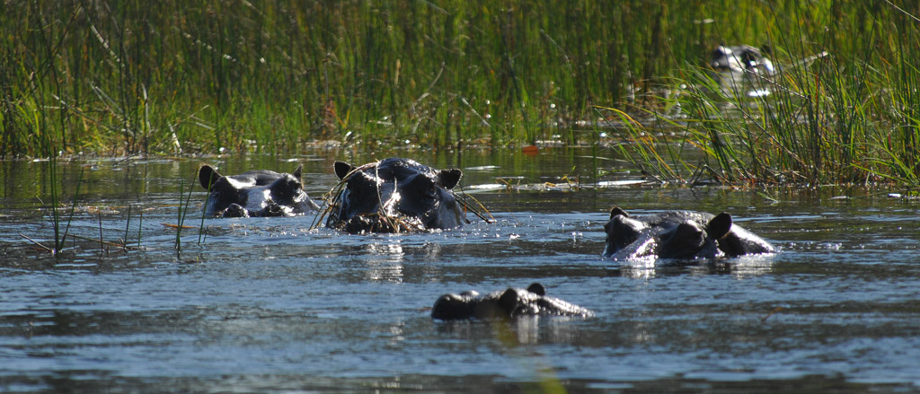 Nilpferde, Hippopothamus, Okavango