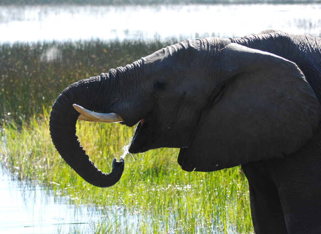Elephant, Okavango